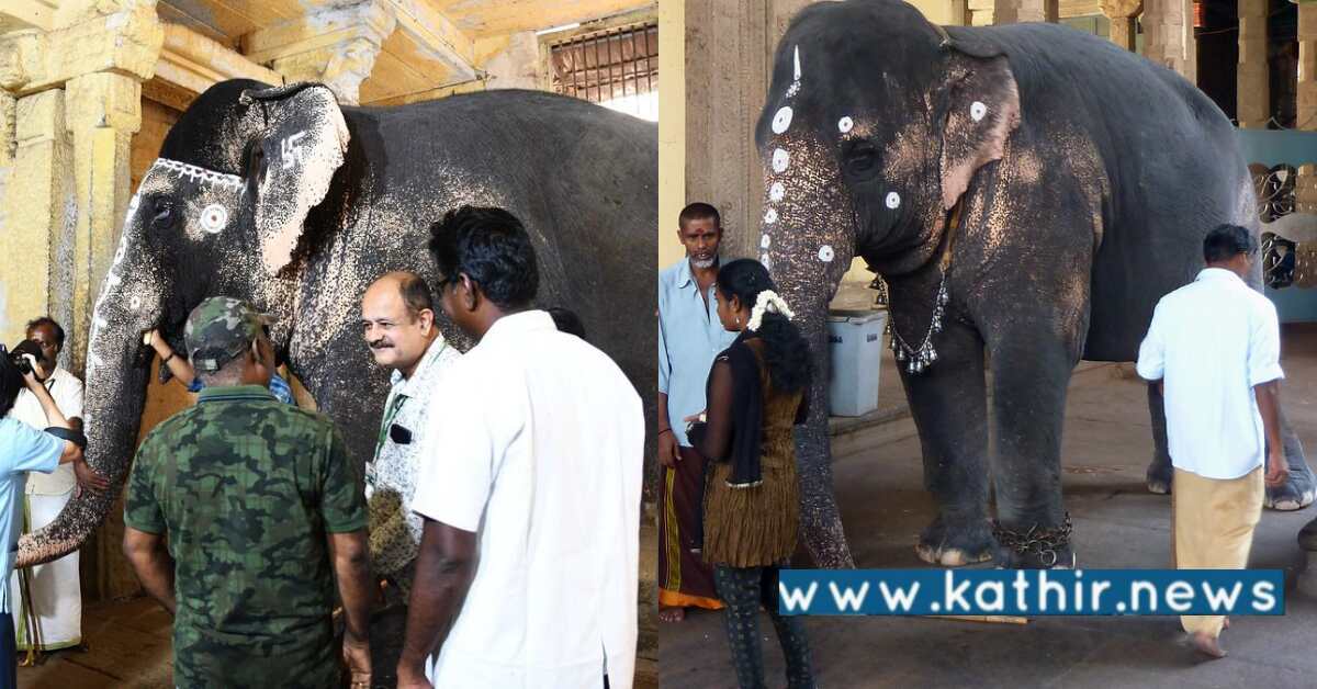 கோவில் யானைக்கு சிறந்த சிகிச்சை: தாய்லாந்தை சேர்ந்த கால்நடை மருத்துவர்கள் குழு வருகை!