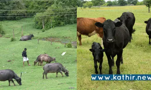 நீலகிரி: மறைந்து வரும் புல்வெளிகள், தோடா எருமைகள் விளிம்பு நிலையில் இருக்கிறதா?