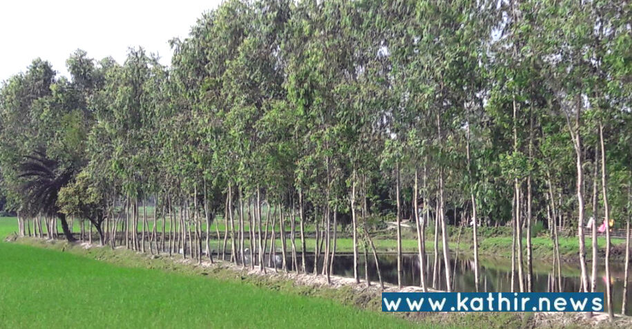 தமிழகத்தில் இனிமேல் யூக்கலிப்டஸ் மரங்கள் நடக்கூடாது - தி.மு.க. அரசுக்கு உயர்நீதிமன்றம் அதிரடி உத்தரவு!