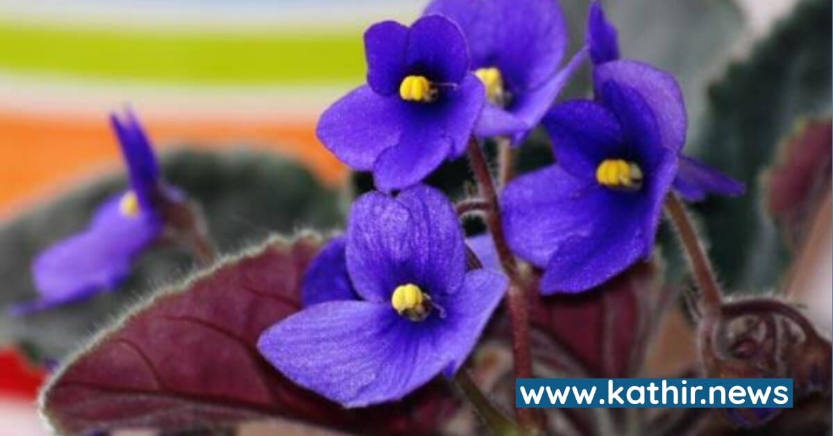 இரவில் பூக்கும் தாவரங்களை வீட்டின் அருகில்  நடுவதால் ஏற்படக்கூடிய பயன் என்ன?