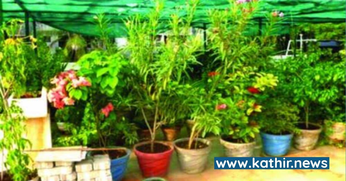 இனி அந்நிய மரக்கன்றுகளை நர்சரிகள் விற்க முடியாது - நீதிமன்றம் பிறப்பித்த உத்தரவு என்ன தெரியுமா?