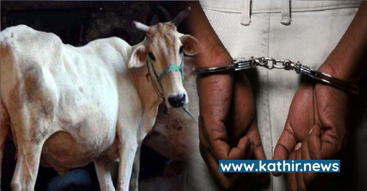 கர்ப்பிணி பசுவை கொடூரமாக பலாத்காரம் செய்த 29 வயது இளைஞன் - அதிக ரத்தப்போக்கு காரணமாக பசு இறந்த சோகம்!