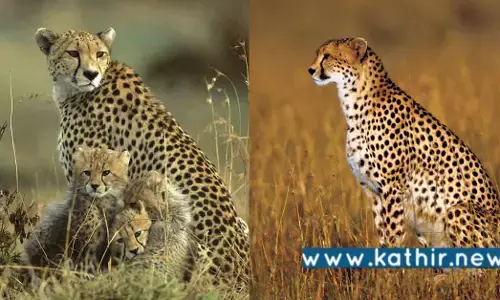 சிவிங்கிப் புலி திட்டம் - மத்திய அரசின் கனவு திட்டத்தை பிரதமர் தொடக்கம்!