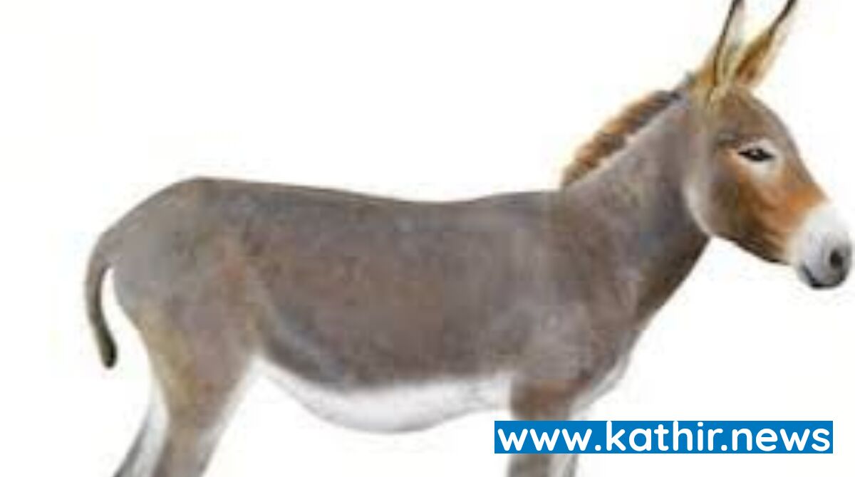 நைஜீரியாவில் கழுதைகளின் உறுப்புகளை ஹாங்காங்குக்கு கடத்த முயற்சி