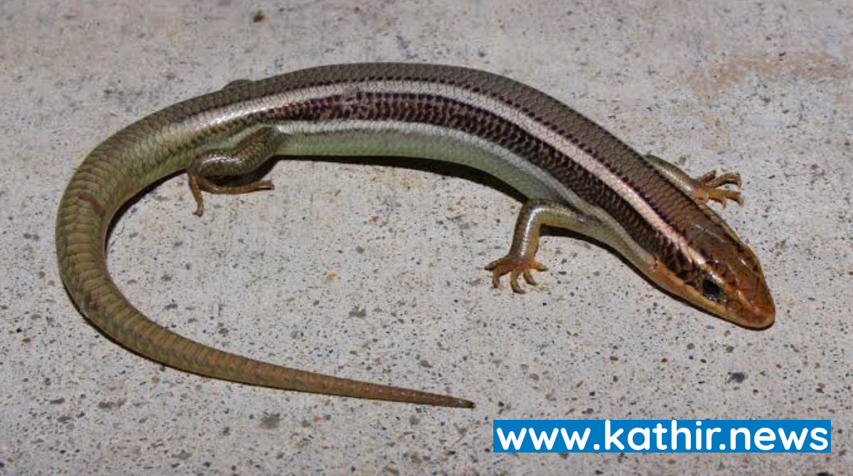 அரணை கடித்தால் மரணம் நிகழுமா?