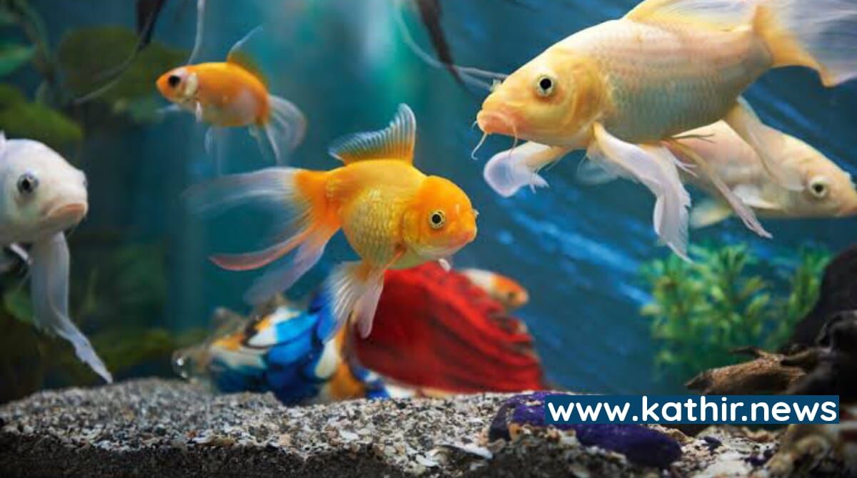பணத்தை ஈர்க்க எந்த வகை மீன்களை வளர்க்க வேண்டும்? வாஸ்து சொல்வதென்ன?