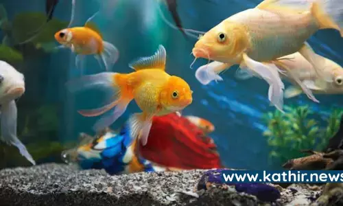 பணத்தை ஈர்க்க எந்த வகை மீன்களை வளர்க்க வேண்டும்? வாஸ்து சொல்வதென்ன?
