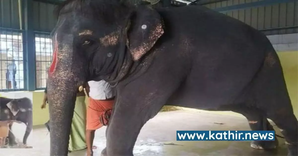 கோயில் யானைகளை அசாம் மாநிலத்திற்கே திரும்ப அனுப்புகிறதா தமிழக அரசு?