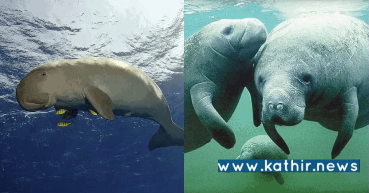 இந்தியாவின் முதல் கடற்பசு பாதுகாப்பகம் - தமிழக கடலோர பகுதிகளில் முதல்முறையாக!