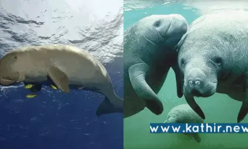 இந்தியாவின் முதல் கடற்பசு பாதுகாப்பகம் - தமிழக கடலோர பகுதிகளில் முதல்முறையாக!