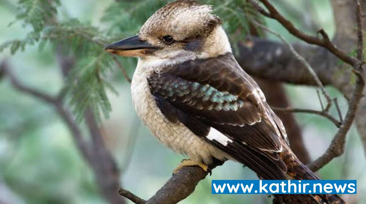 சில வினோதமான பறவைகளும் அதன் சிறப்புகளும்