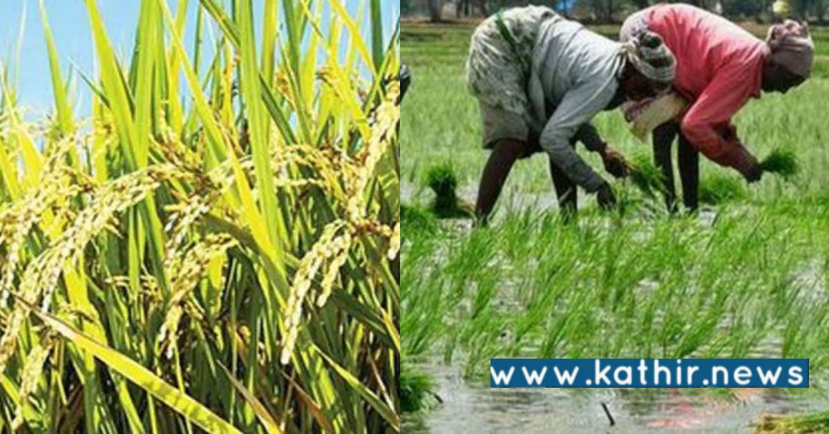 2 ஆண்டுகளாக பயிர் காப்பீடு தொகை வழங்காமல் இழுப்பறி - அதிகாரிகள் பதிலளிக்க உத்தரவு!