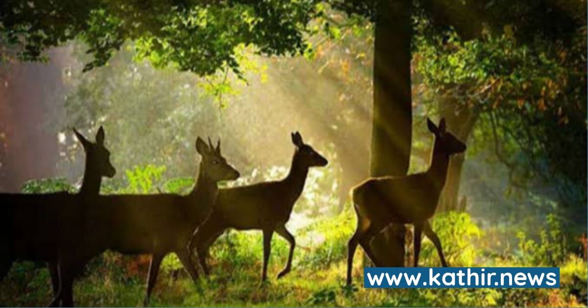 காடு மற்றும் காட்டுயிர்கள் - அன்றும் இன்றும்