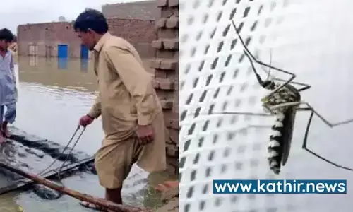 கொசுக்களால் பரவும் மர்ம நோய்? இந்தியாவின் உதவியை நாடும் பாகிஸ்தான்! கொசுக்களால் பரவும் மர்ம நோய்? இந்தியாவின் உதவியை நாடும் பாகிஸ்தான்!