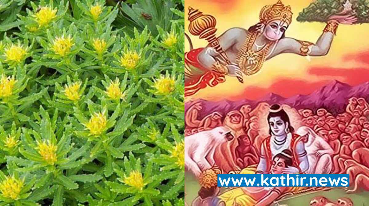 ராமாயண காலத்து மூலிகை - இமயமலை சிகரத்தின் குன்றுகளில் கண்டுபிடிப்பு