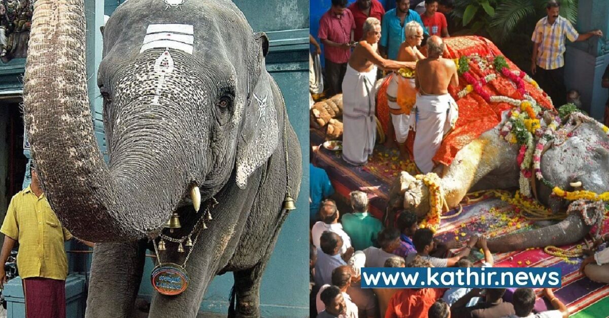 மணக்குள விநாயகர் கோயில் யானை இறப்புக்கு இது தான் காரணமா? ஆர்வலர்கள் முன்வைக்கும் பகீர் குற்றச்சாட்டு!