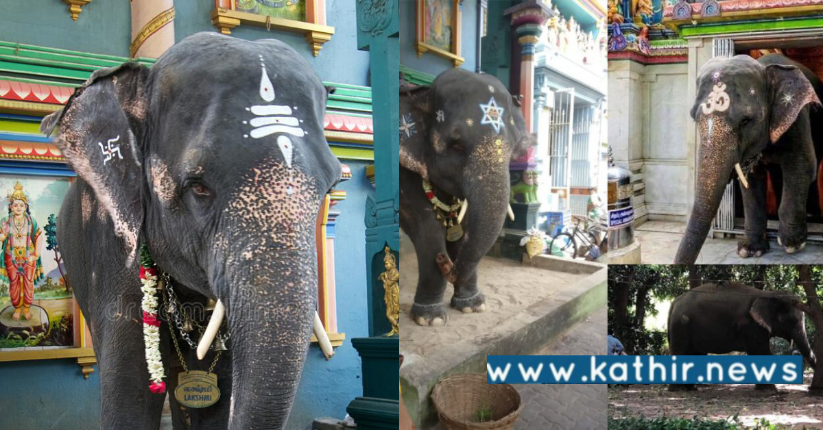 புதுச்சேரி: மணக்குள விநாயகர் கோவில் யானை லட்சுமிக்கு சிலை!
