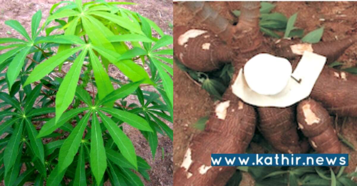 நோய் எதிர்ப்பு தன்மை புதிய ரக மரவள்ளி கண்டுபிடிப்பு: ஆராய்ச்சி விஞ்ஞானி தகவல்!