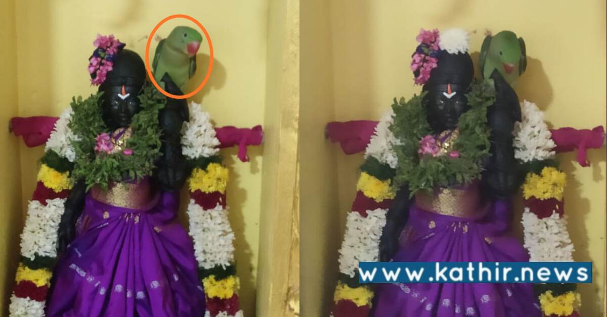 தானாக வந்து ஆண்டாள் சிலை மீது அமர்ந்த பச்சைக்கிளி: பக்தர்கள் ஆரவார வழிபாடு!