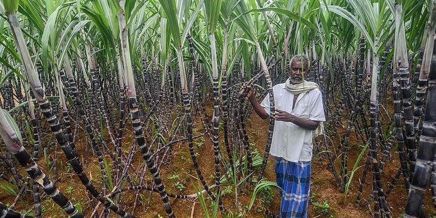 சர்க்கரை விலை அதிகரிக்காமல் தடுத்த மத்திய அரசின் பிளான்: திட்டமிட்டு செய்த எல்லாமே சக்சஸ்!