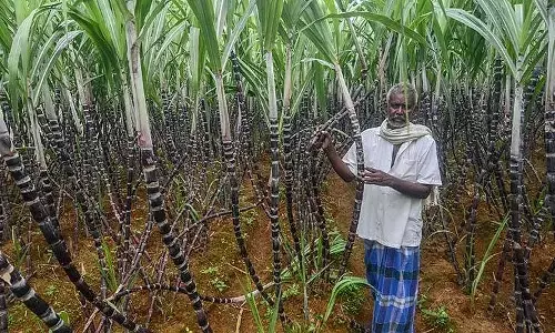 சர்க்கரை விலை அதிகரிக்காமல் தடுத்த மத்திய அரசின் பிளான்: திட்டமிட்டு செய்த எல்லாமே சக்சஸ்!