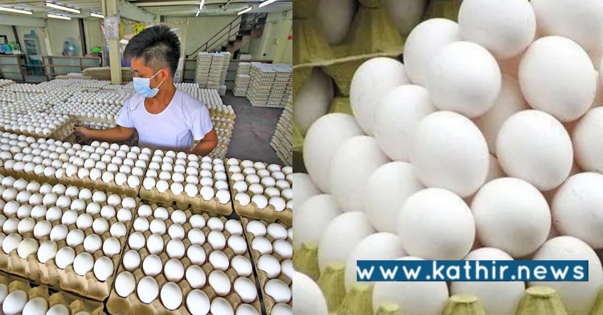 முட்டை விலை வரலாறு காணாத வகையில் உயர்வு - பின்னணி என்ன? | Egg Price ...