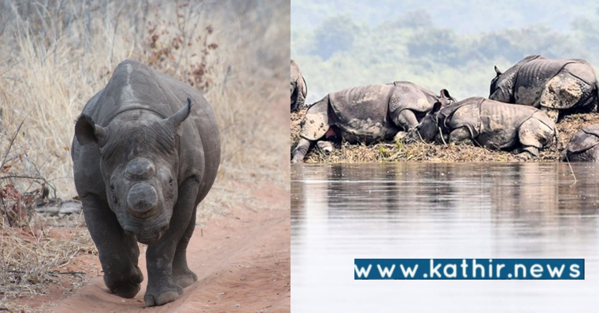 காண்டாமிருகங்களின் பாதுகாப்பை உறுதி செய்த மத்திய அரசு: 2022 ஆம் ஆண்டு கிடைத்த வெற்றி!