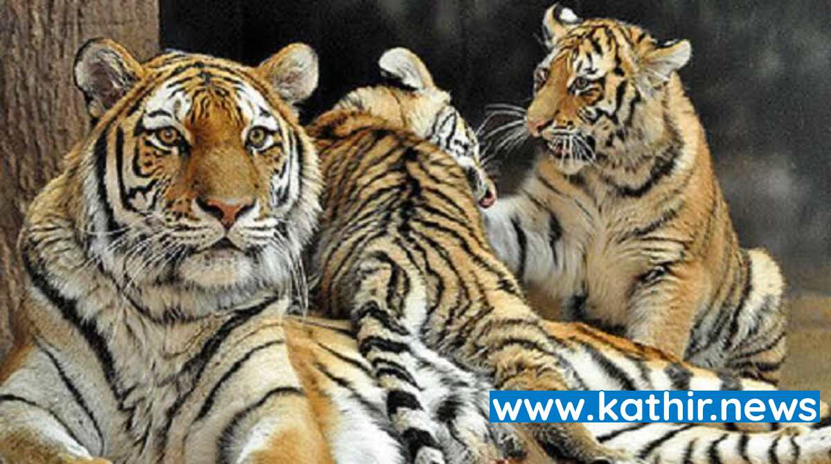 நம் நாட்டின் தேசிய விலங்கிற்கு பெயர் பெற்ற 'புலிகள் மாநிலம்' என்ற அந்தஸ்தை இழக்கிறது மத்திய பிரதேசம் - கர்நாடகா முன்னிலை