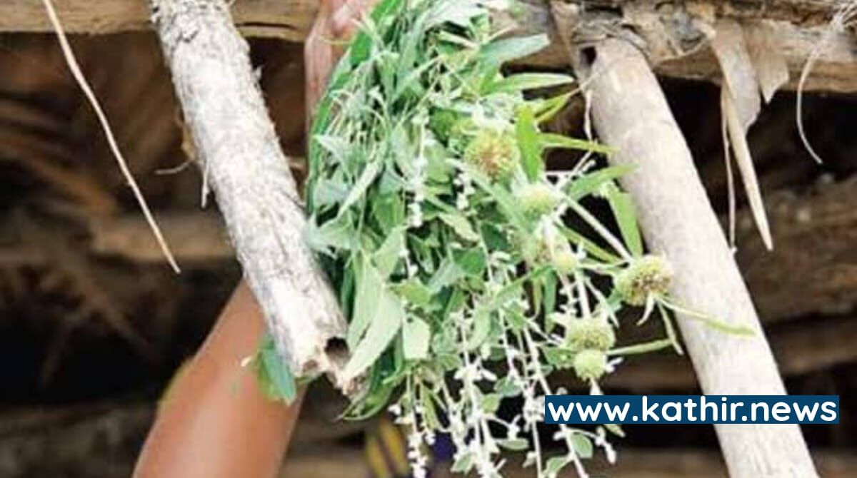 சங்கராந்தியில் காப்பு கட்டுவது ஏன்? தமிழர்களின் ஆச்சரியமூட்டும் அறிவியல்