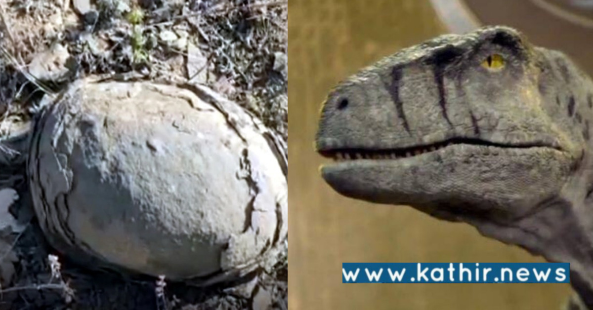 மத்திய பிரதேசத்தில் டைனோசர் முட்டைகள் கண்டுபிடிப்பு: ஆராய்ச்சிகள் அசத்தல்!