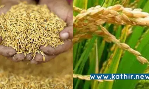 நெல் மூடைகளை பாதுகாக்க அரசு எடுத்த நடவடிக்கை என்ன? உயர் நீதிமன்றம் கேள்வி?