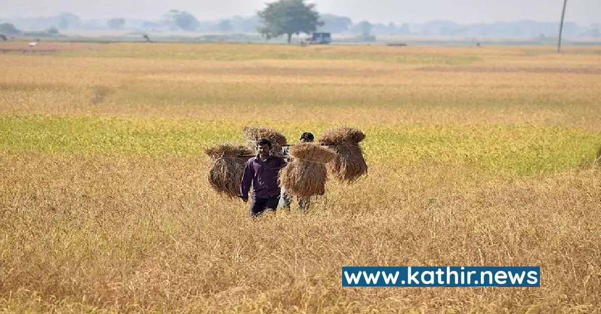 ஒரு கோடிக்கும் மேற்பட்ட விவசாயிகள் நெல் கொள்முதல் மூலம் பயனடைந்துள்ளனர்: திட்டமிட்டு வெற்றி காணும் மத்திய அரசு!