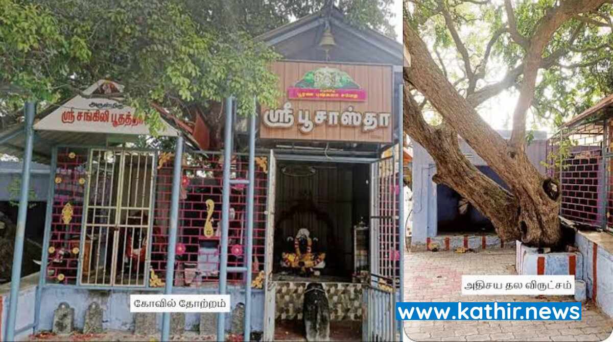 பங்குனி உத்திரத்தில் மட்டும் பூ பூக்கும் அதிசய தல விருட்சம்!