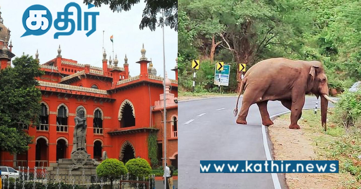 3 மாதங்களில் 10 யானைகள் உயிரிழப்பு... தமிழக அரசு நடவடிக்கை எடுக்காதது ஏன் நீதிமன்றம் கேள்வி?