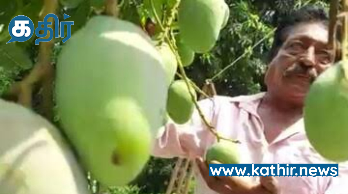 ஒரே மரத்தில் 165 வகை மாம்பழங்களா? அதிசயம் ஆனால் உண்மை