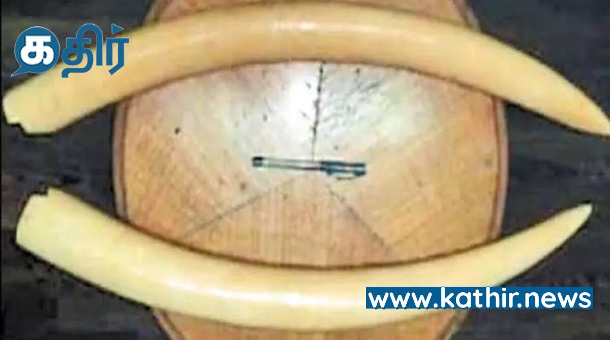 சென்னையில் ரூ 7 கோடி யானை தந்தம் பறிமுதல் -  7 பேர் அதிரடி கைது!