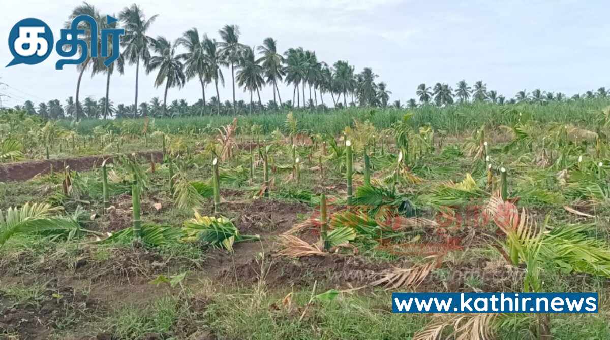 ஆயிரம் பாக்கு மரங்களை வெட்டி சாய்த்த சம்பவம் - போலீஸ் தீவிரமாக தேடுதல் வேட்டை