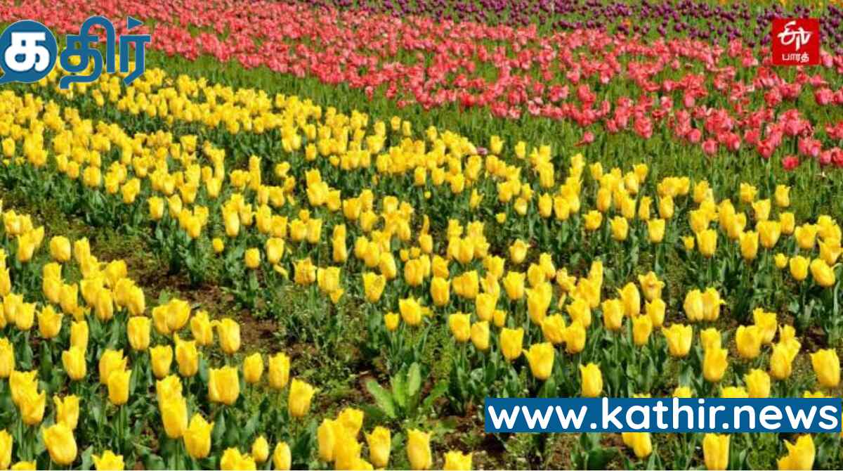 உலக சாதனை புத்தகத்தில் இடம் பிடித்த துலிப் மலர் தோட்டம்