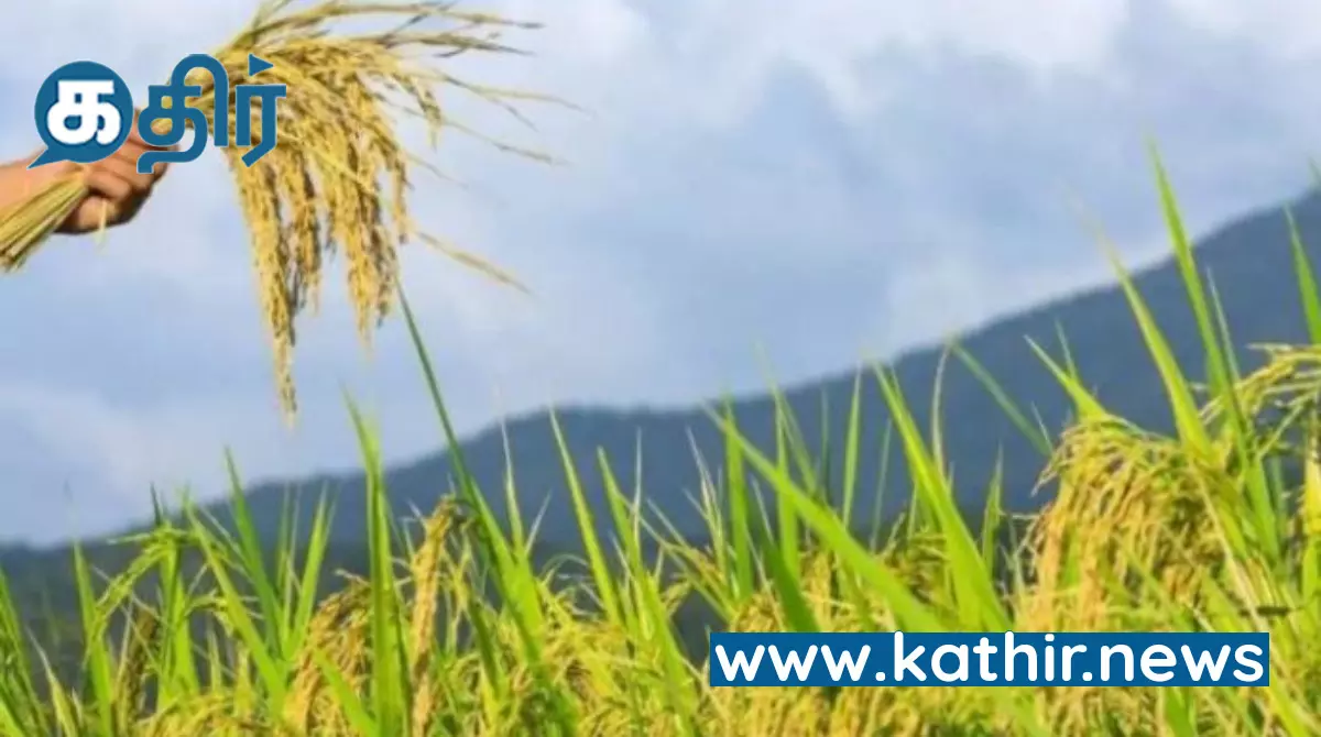 பயிர் காப்பீடு செய்ய கால அவகாசம் நீட்டிப்பு - மத்திய அரசு உத்தரவு! பயிர் காப்பீடு செய்ய கால அவகாசம் நீட்டிப்பு - மத்திய அரசு உத்தரவு!