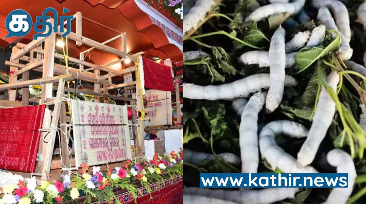 பட்டுப்புழுக்களை கொல்லாமல் புதிதாக ஒரு 'கருணை பட்டு' - ஒடிசாவில் அறிமுகம்