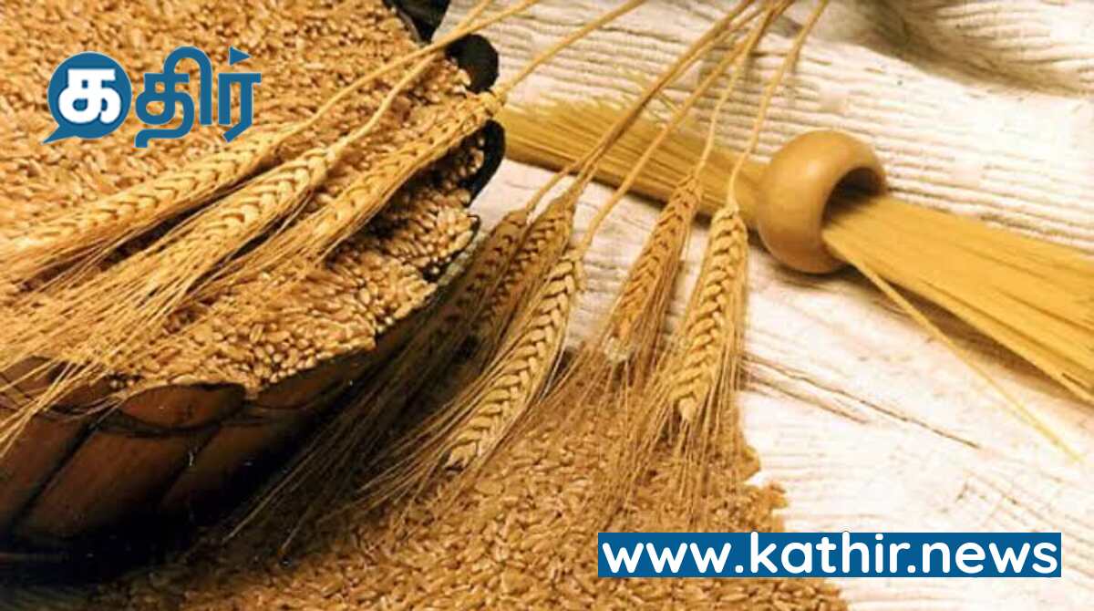 2024-25 ஆம் ஆண்டில் 3.2 டன் கோதுமை கொள்முதல் செய்ய மத்திய அரசு இலக்கு!