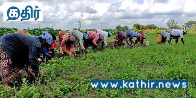 தமிழகத்திற்கு வழங்கப்பட்டுள்ள பயிர் காப்பீடு இழப்பீடு 9000 கோடி - மத்திய வேளாண் துறை!
