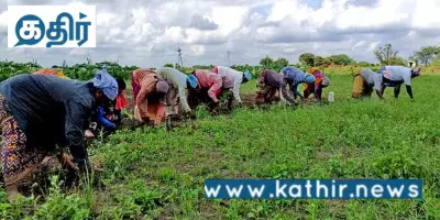 தமிழகத்திற்கு வழங்கப்பட்டுள்ள பயிர் காப்பீடு இழப்பீடு 9000 கோடி - மத்திய வேளாண் துறை! தமிழகத்திற்கு வழங்கப்பட்டுள்ள பயிர் காப்பீடு இழப்பீடு 9000 கோடி - மத்திய வேளாண் துறை!