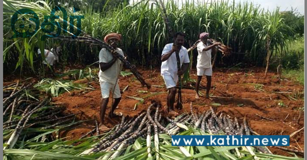 கரும்பு விவசாயிகளுக்கு இனிப்பான செய்தியை வழங்கிய மோடி அரசு!