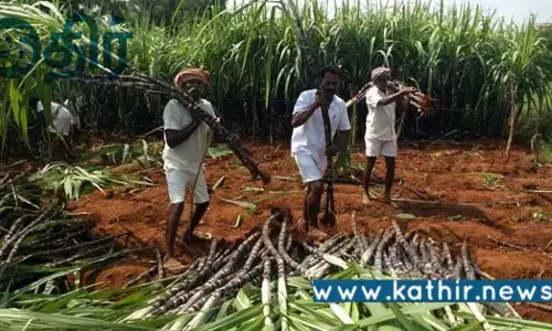 கரும்பு விவசாயிகளுக்கு இனிப்பான செய்தியை வழங்கிய மோடி அரசு!