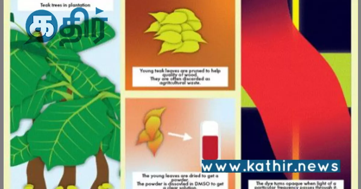 கண்களைப் பாதுகாக்கும் இயற்கை லேசர் கவசம்: தேக்கு இலையின் அற்புதமான பயன்பாடு! கண்களைப் பாதுகாக்கும் இயற்கை லேசர் கவசம்: தேக்கு இலையின் அற்புதமான பயன்பாடு!