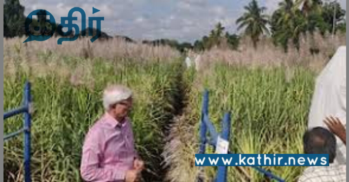 புதிய ரக கரும்பு உற்பத்தி நிறுவனம்: பழங்குடியின கரும்பு விவசாயிகளுக்கு பயிற்சி!