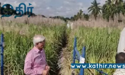 புதிய ரக கரும்பு உற்பத்தி நிறுவனம்: பழங்குடியின கரும்பு விவசாயிகளுக்கு பயிற்சி!