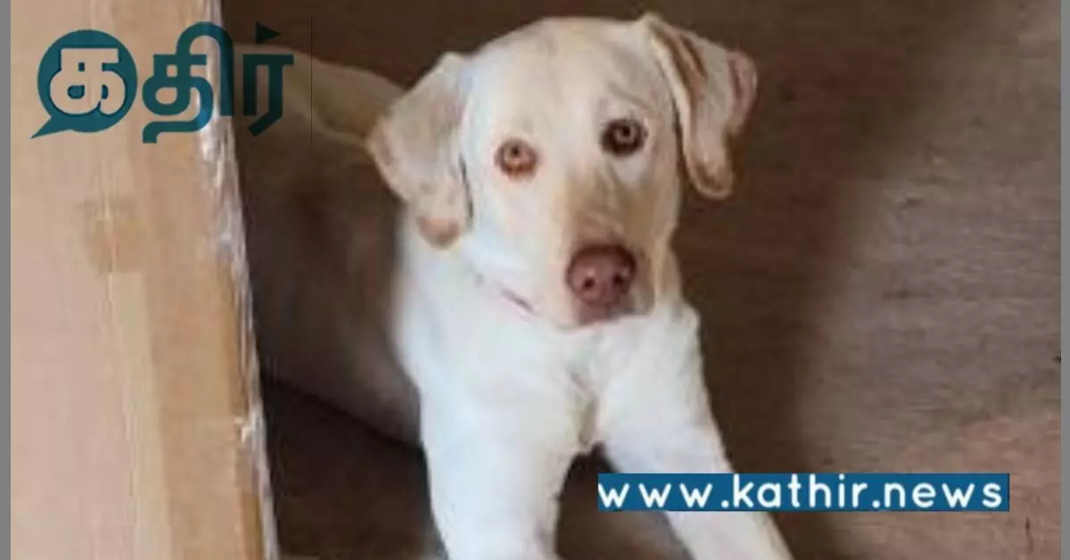 வீடுகளில் நாய் வளர்க்கும் உரிமையாளர் கவனத்திற்கு.. சென்னை மாநகராட்சி கொடுத்த புது அப்டேட்!