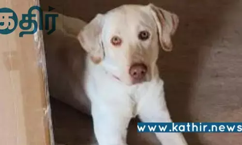 வீடுகளில் நாய் வளர்க்கும் உரிமையாளர் கவனத்திற்கு.. சென்னை மாநகராட்சி கொடுத்த புது அப்டேட்!